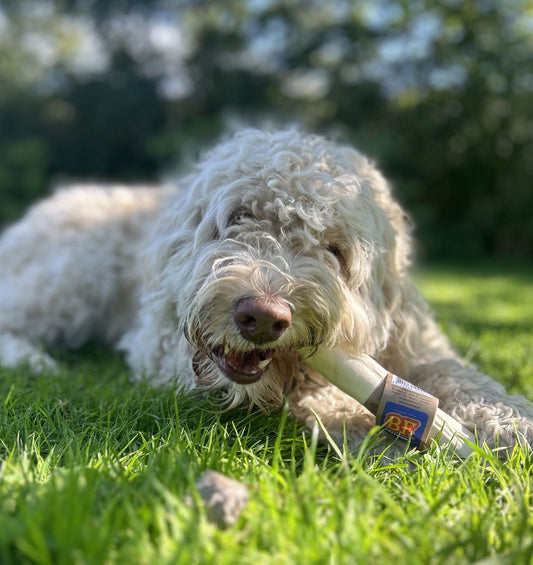 De natuurlijke tandenborstel voor uw hond.