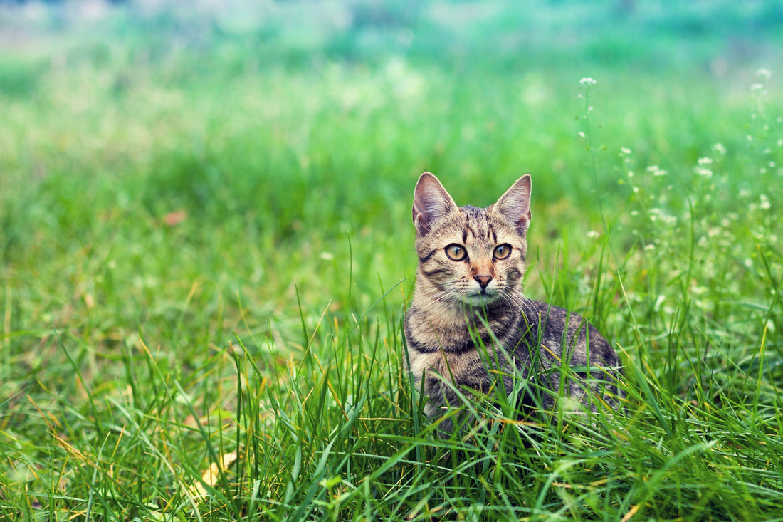 Meest voorkomende problemen bij katten.