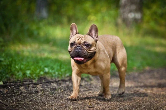 Voedingsbehoeften: Franse Bulldog