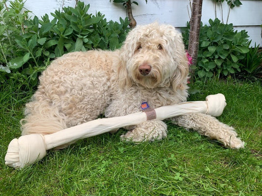 Voedingsbehoeften: Labradoodle
