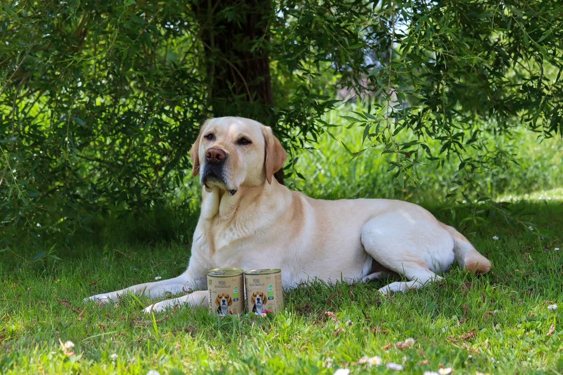 Voedingsbehoeften: Labrador Retriever en Golden Retriever
