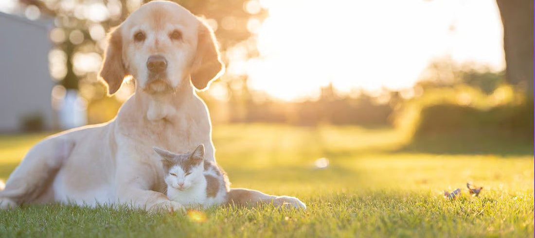 Verantwoord belonen voor hond en kat