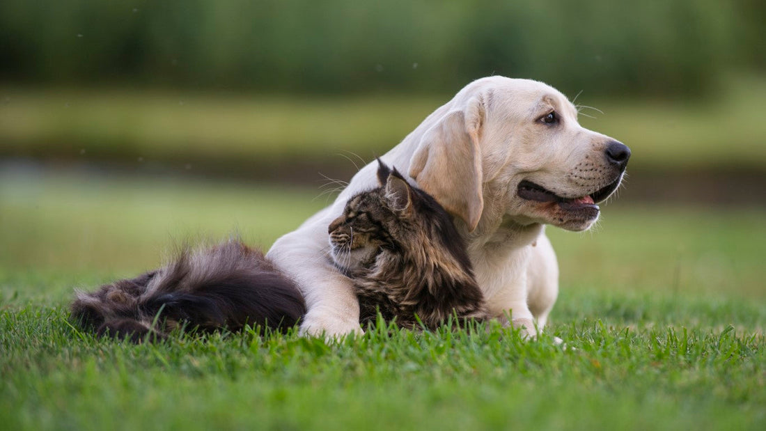 Anaalklieren bij hond en kat: functie, problemen en wat te doen